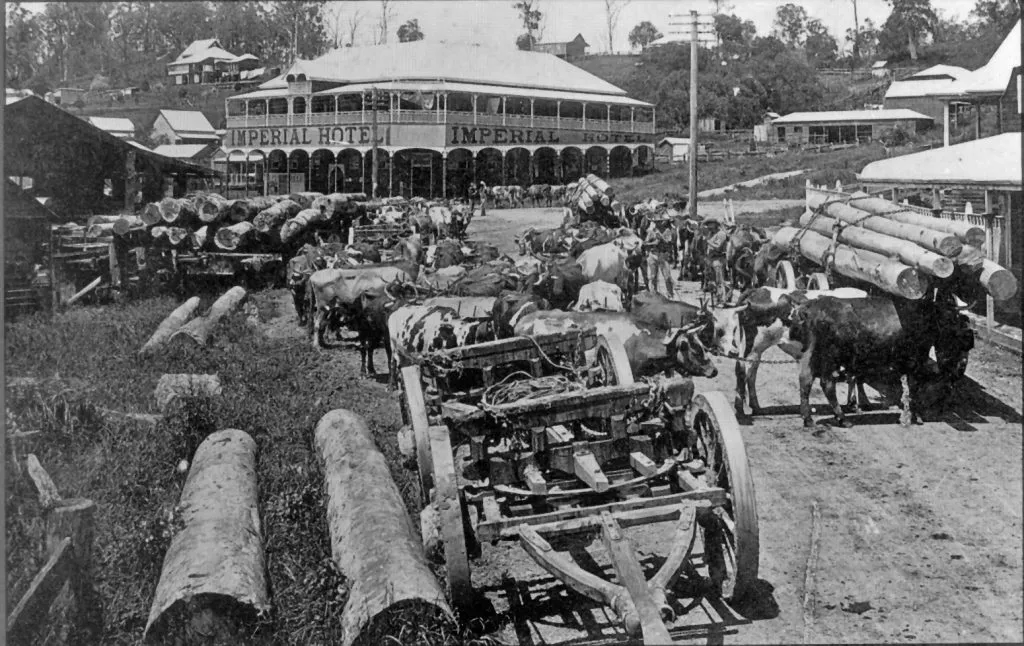 Bullock-teams-unloading-logs-at-Etheridge-Sons-sawmill-Memorial-Drive-Eumundi-ca-1920-image-source-picture-sunshine-coast-1-1024x646.jpg