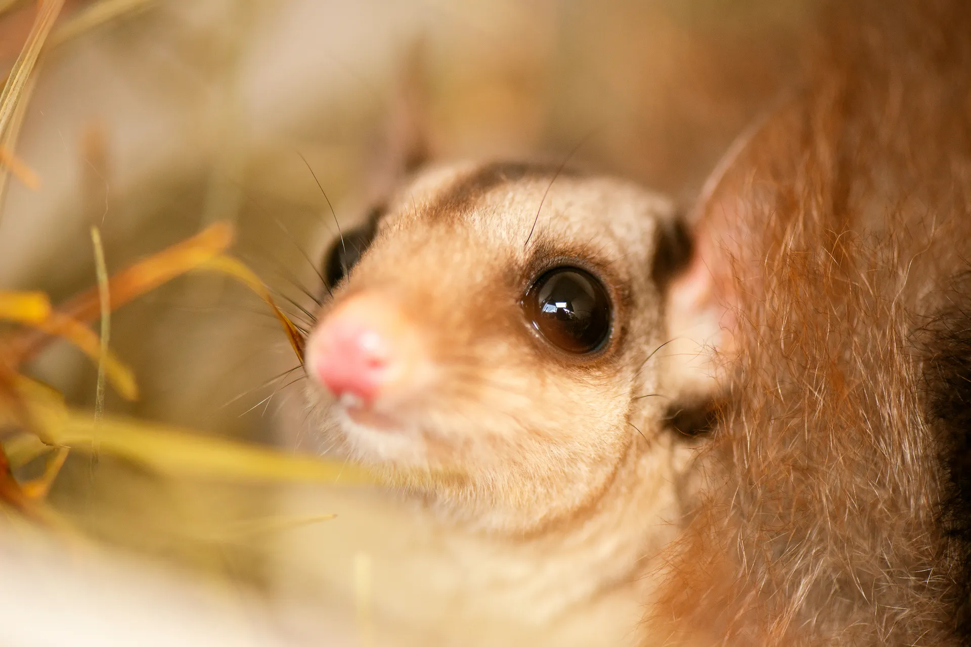 squirrel glider