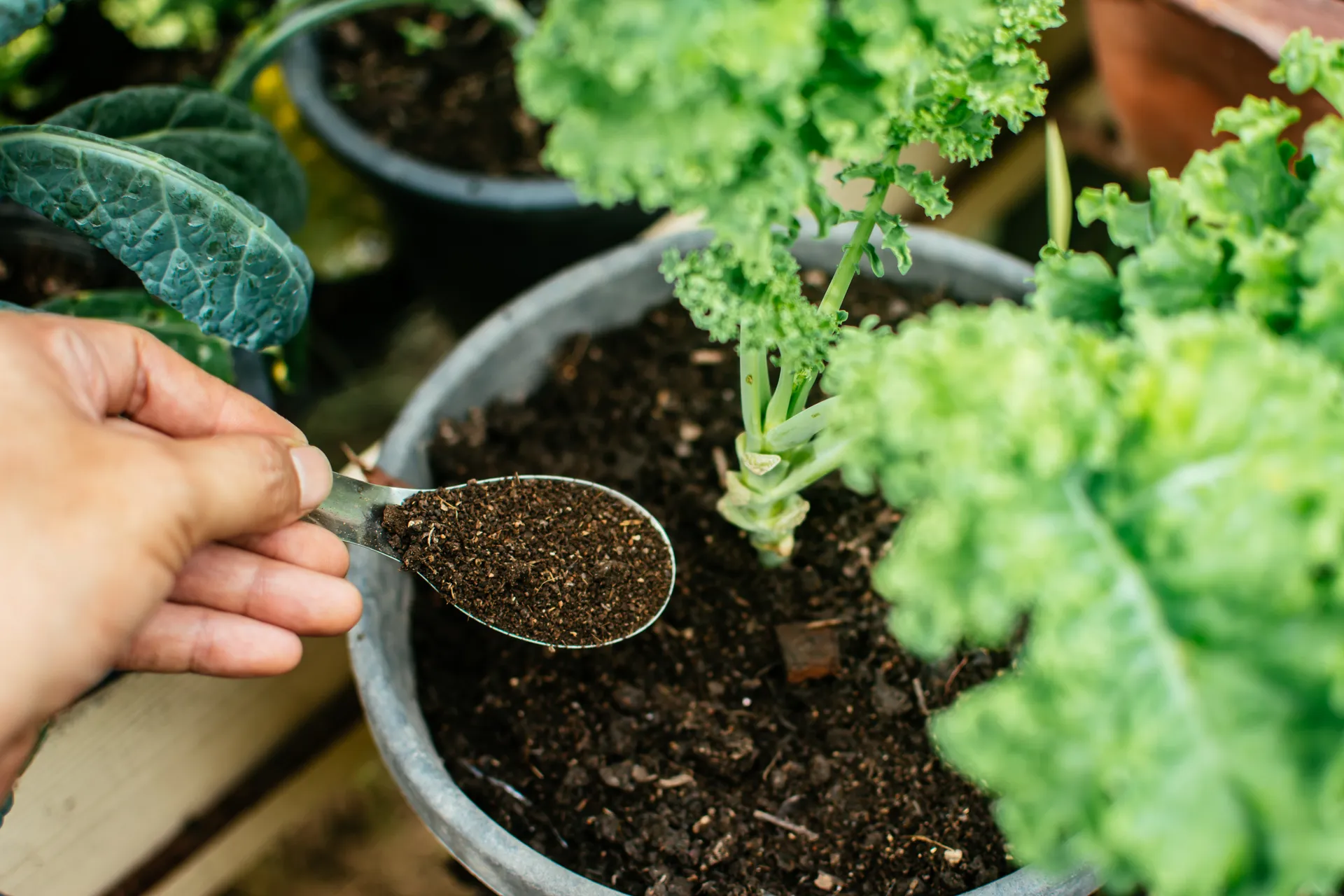 hand holding a spoon over a potted crop, adding something to the soil