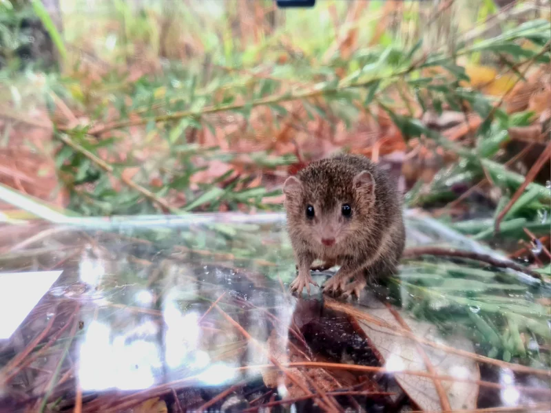 London Creek Environment Reserve - Fauna Survey - Common Planigale Planigale maculata - credit FPE 