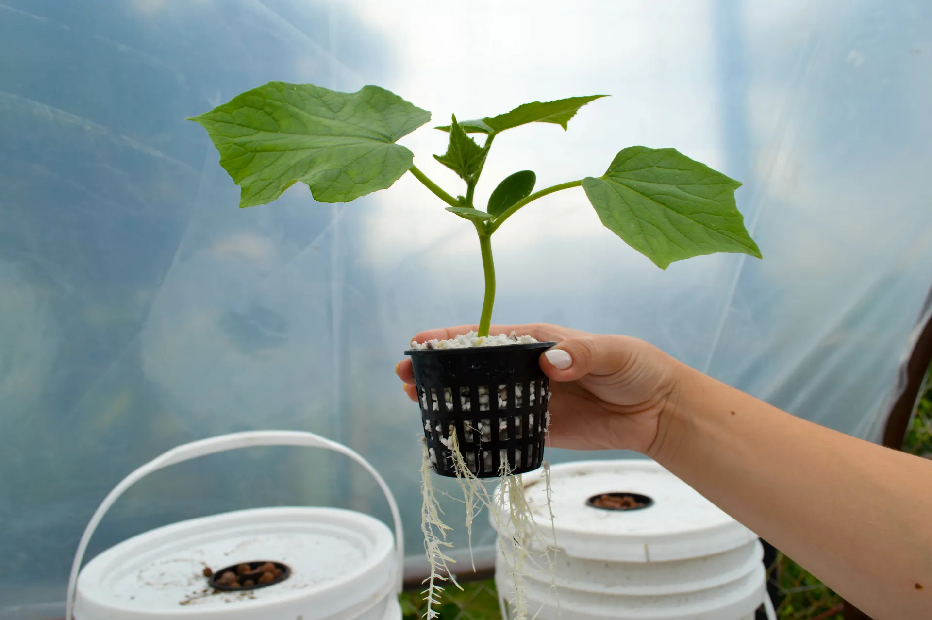 hydroponic gardening in buckets