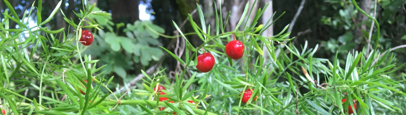 Asparagus Fern