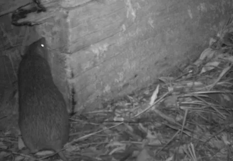 Northern-Brown-Bandicoot-investigating-a-log.jpg