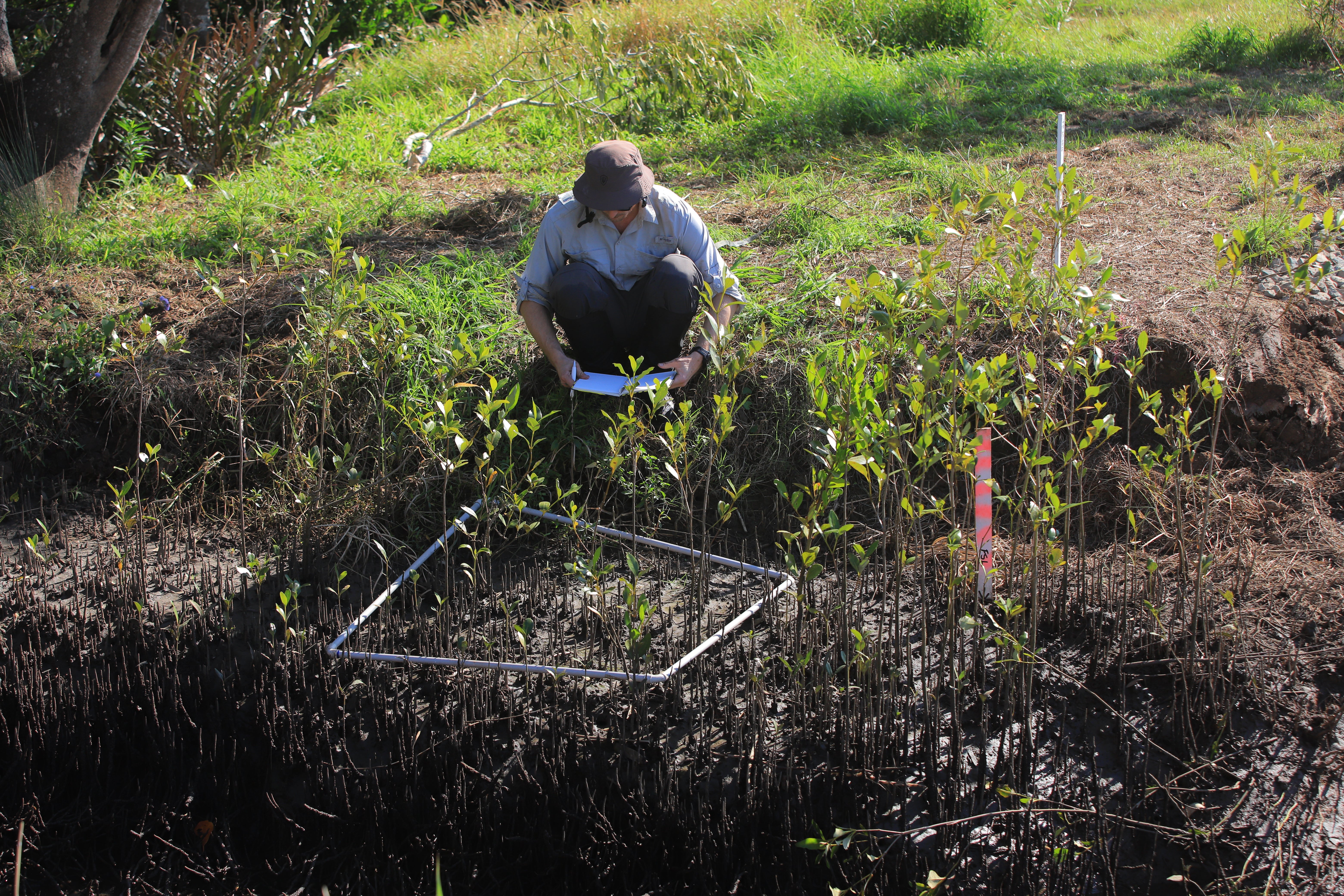 Blue Carbon Trial, worker on site, mapping.