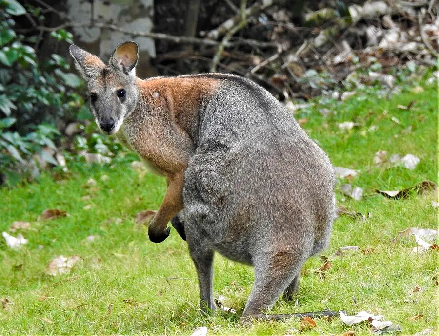 black-striped-wallaby-athol-klieve.jpg