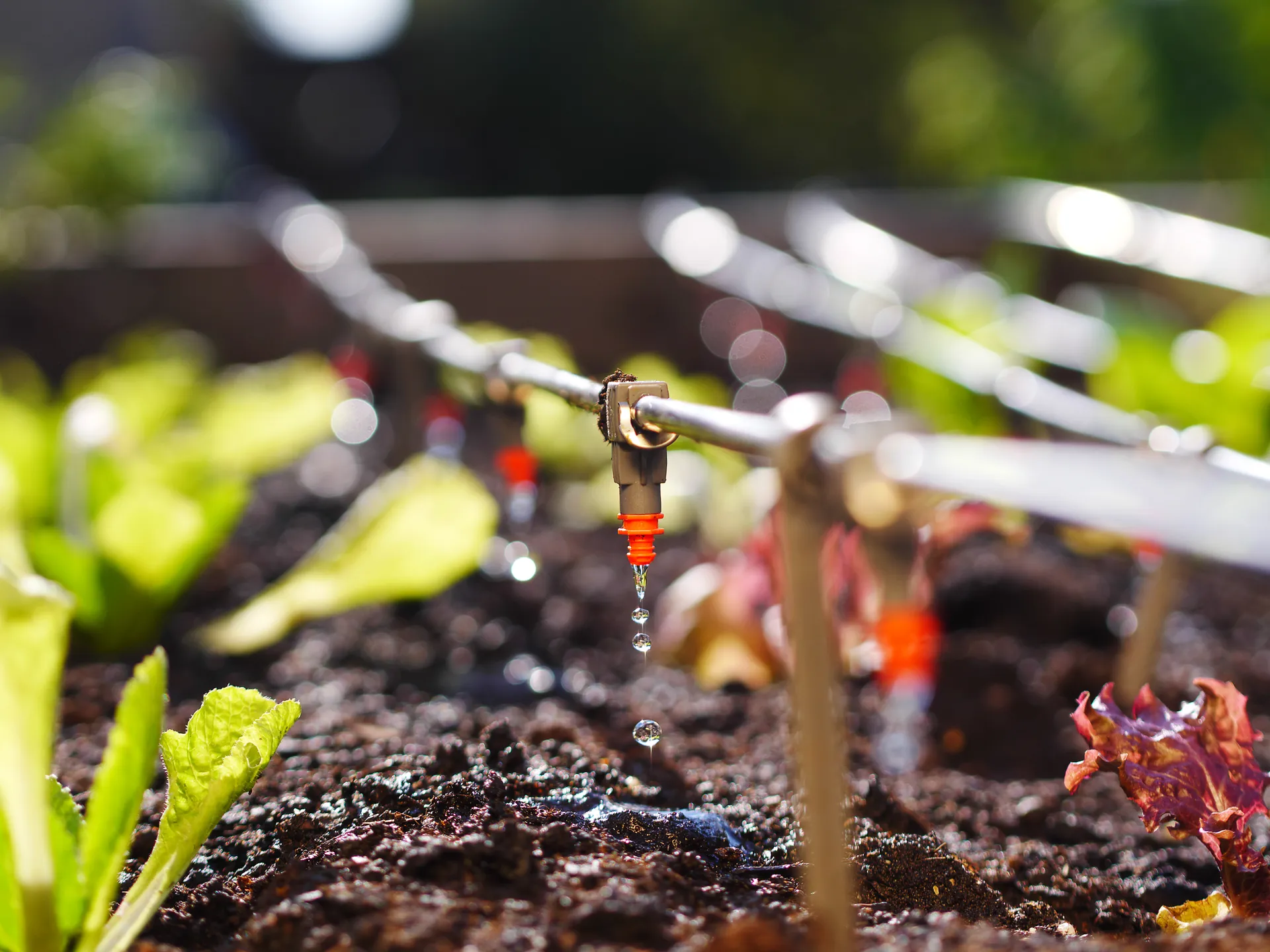 timer based irrigation system in an outdoor garden
