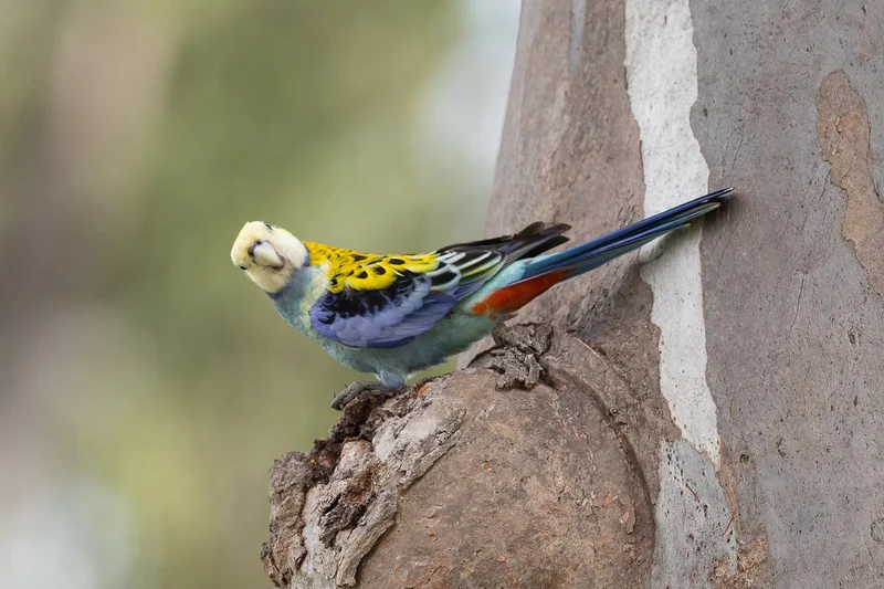 Pale-headed-rosella.jpg