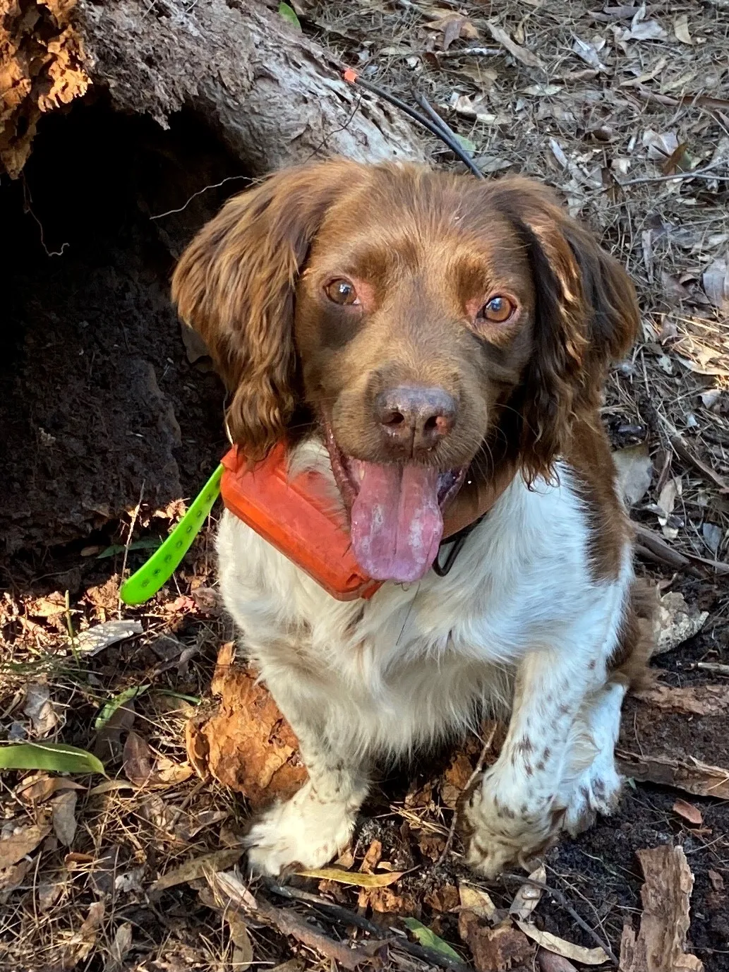 Veteran conservation dog Rocky. 