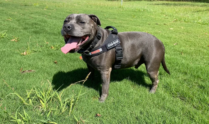 Dog off leash in park