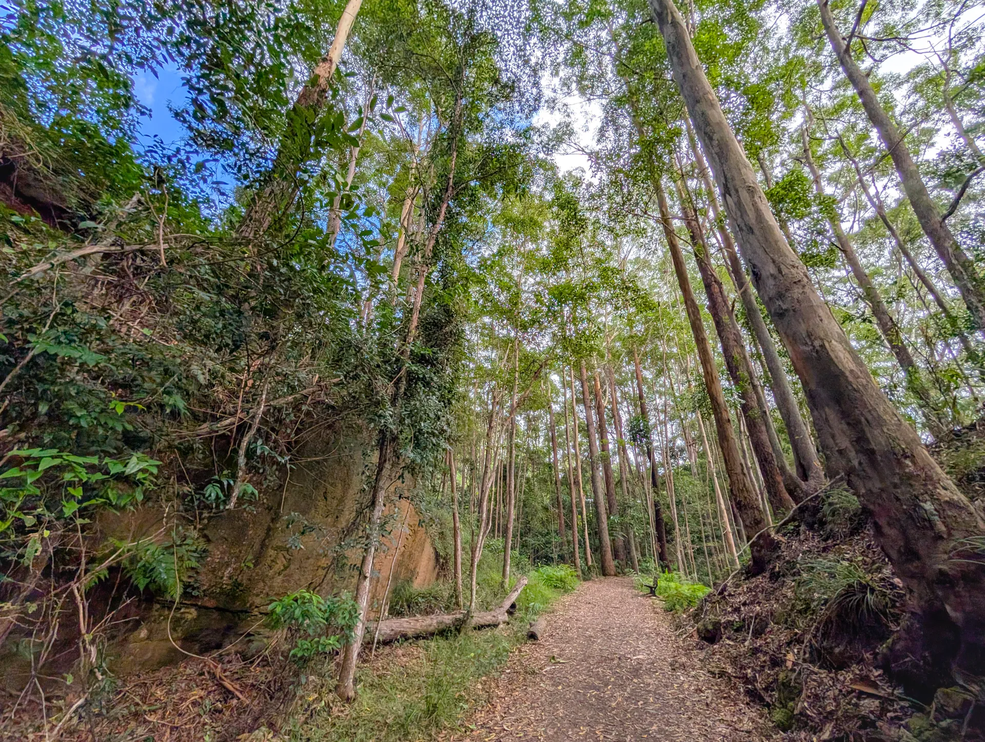 Buderim Tramway Trail