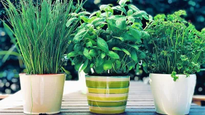 Three pots containing lush green herbs