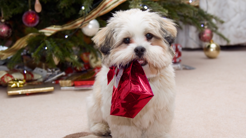 Dog opening a Christmas present.