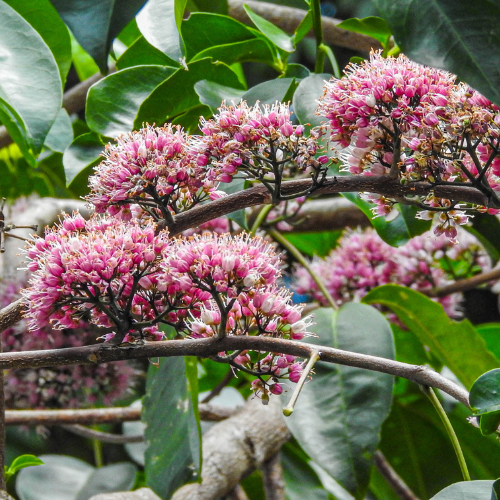 Pink eodia - Rod Edmonds.png