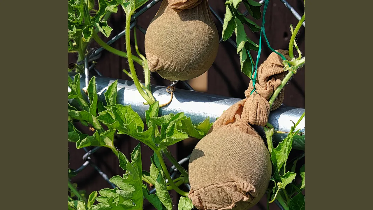 old tights used to support immature watermelons