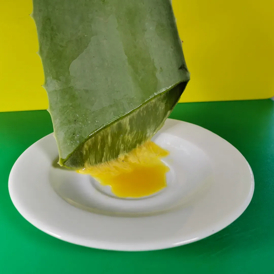 aloe vera latex being drained from a cut leaf