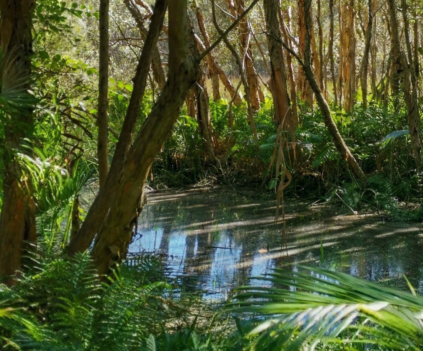 10013_Yaroomba%20Bushland%20Park%20wetlands_edited_2.jpg