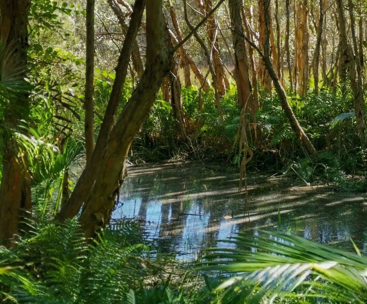 10013_Yaroomba%20Bushland%20Park%20wetlands_edited_2.jpg