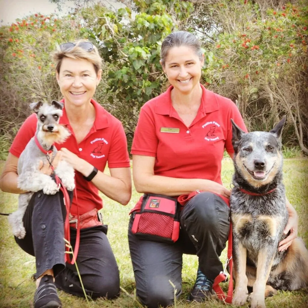 Sunshine-Coast-Positive-Paws-Dog-Training-1024x1024.jpg