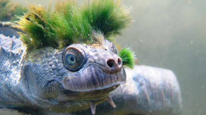 The Mary River Turtle.