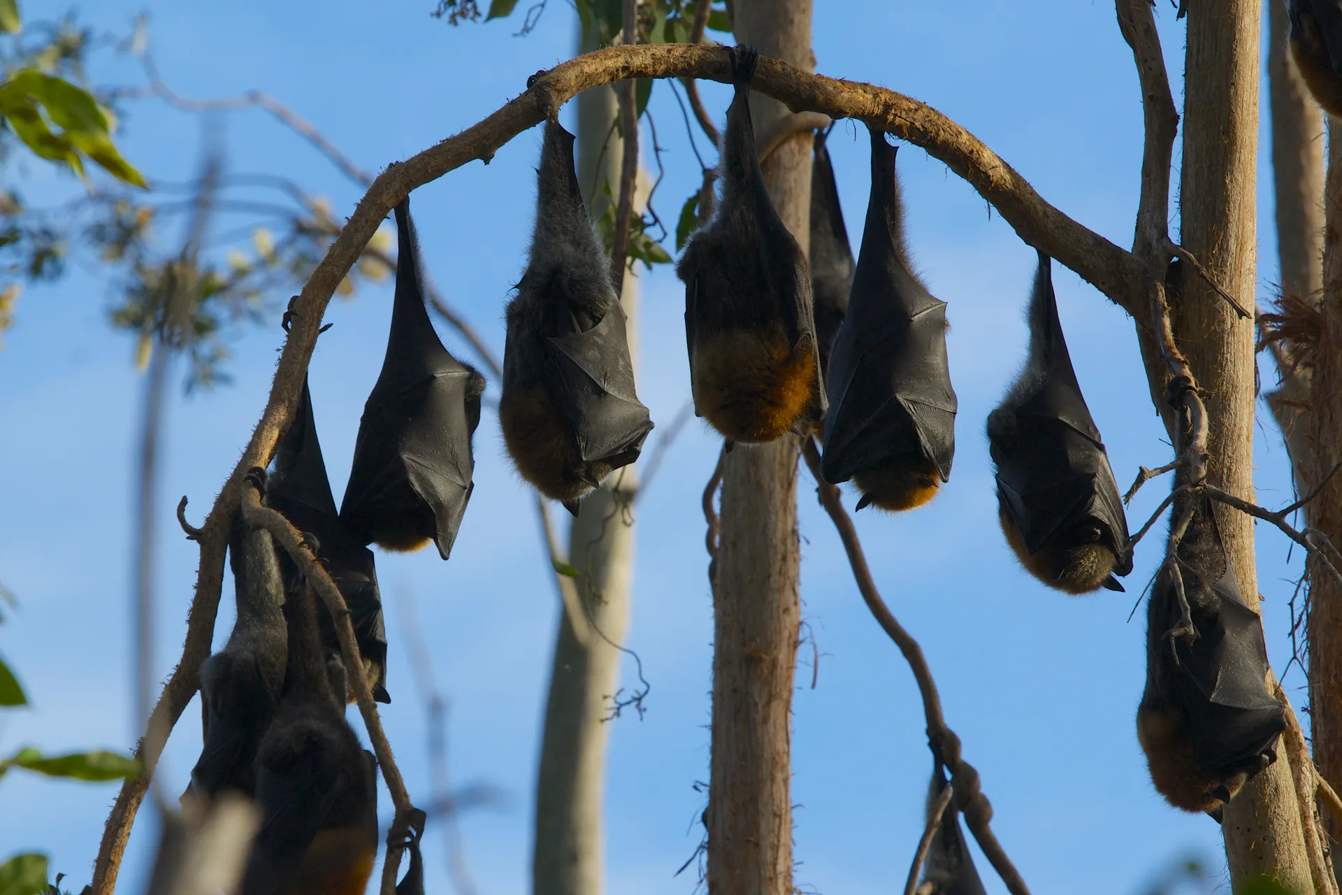 flying foxes roosting