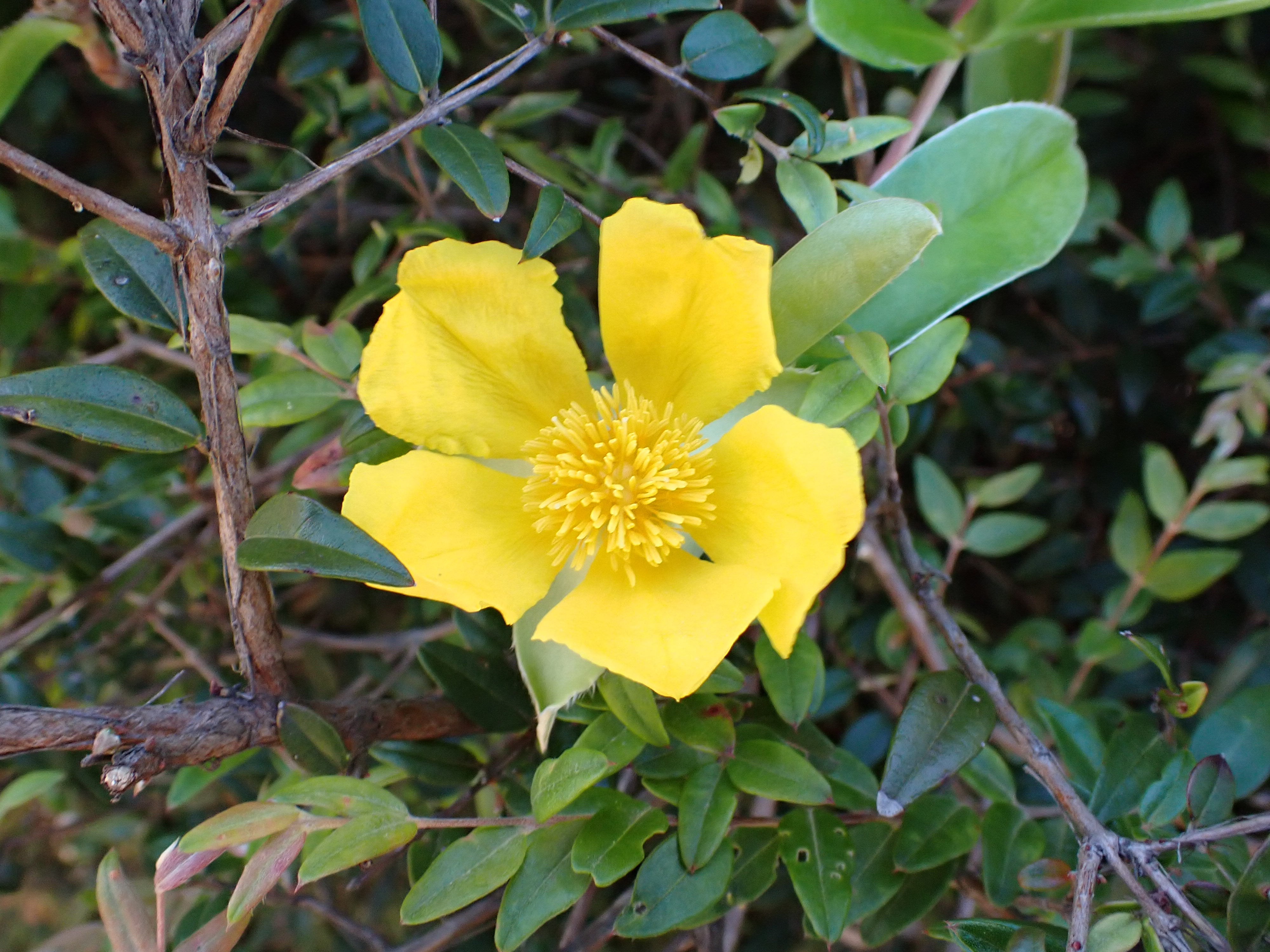Hibbertia scadens  at Lake Weyba. Photo courtesy of Jane Powell.