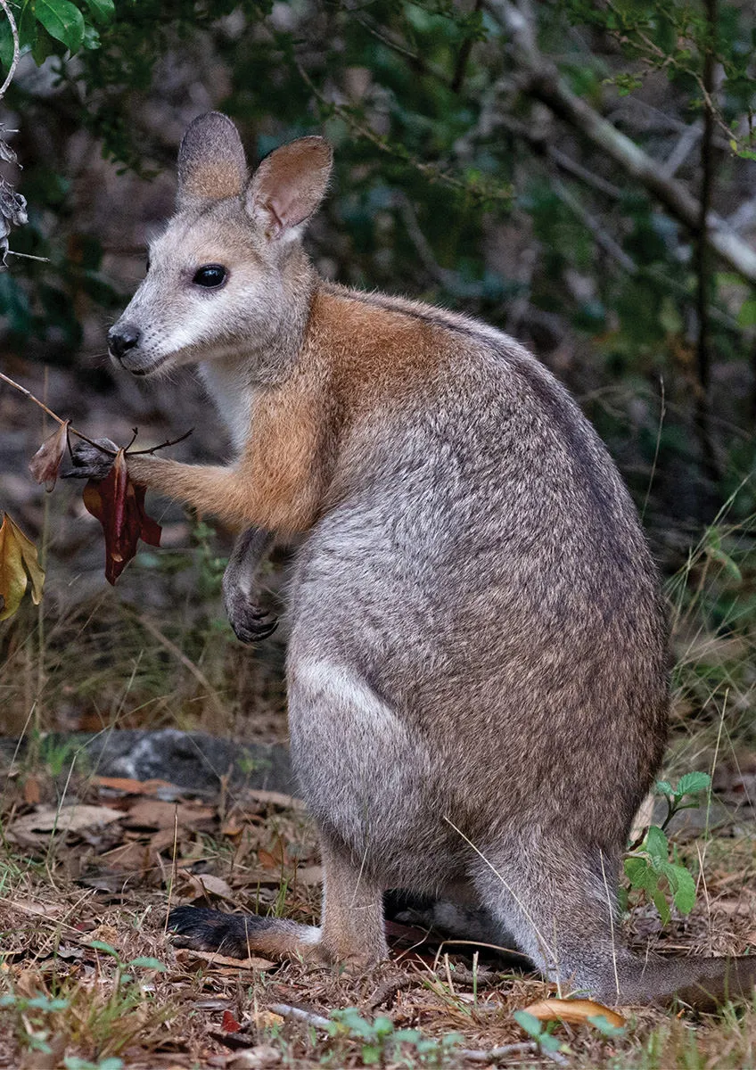 Black striped wallaby