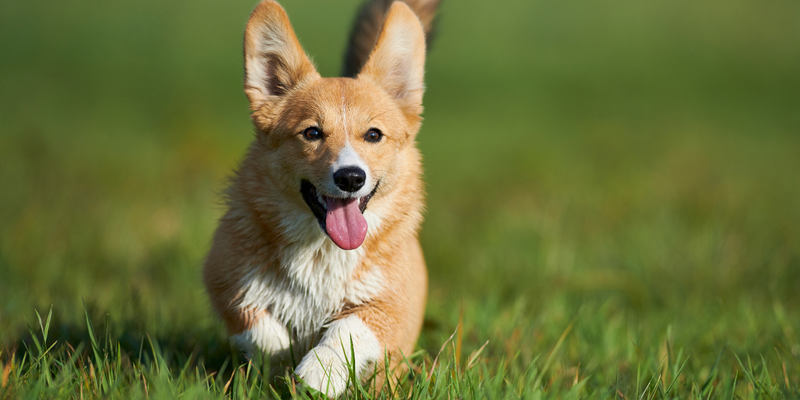 Dog running in park.