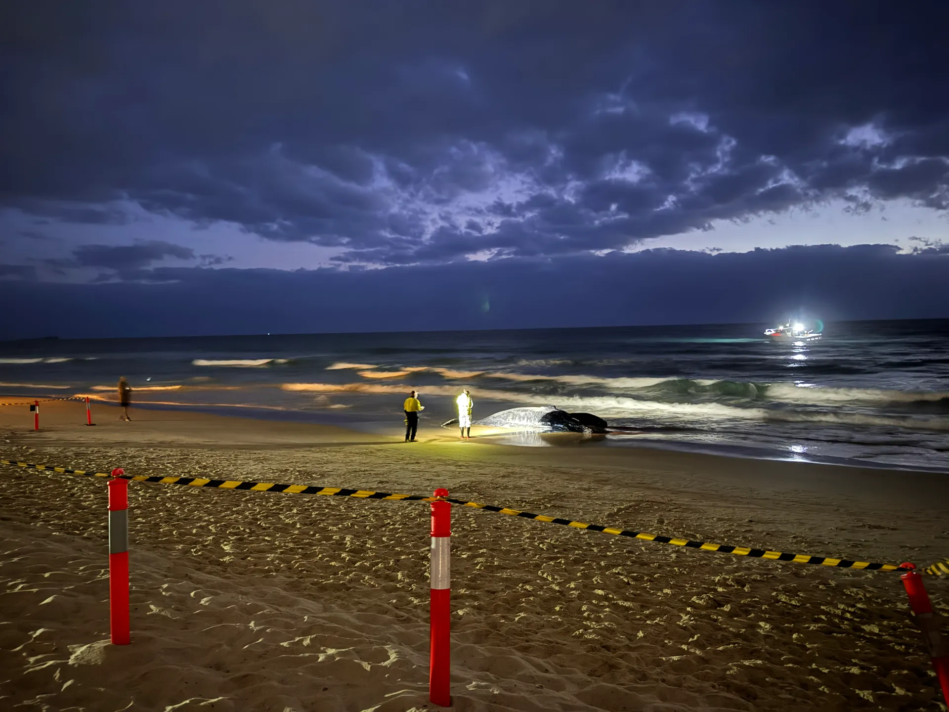 exclusion zone created around the whale at Alex beach