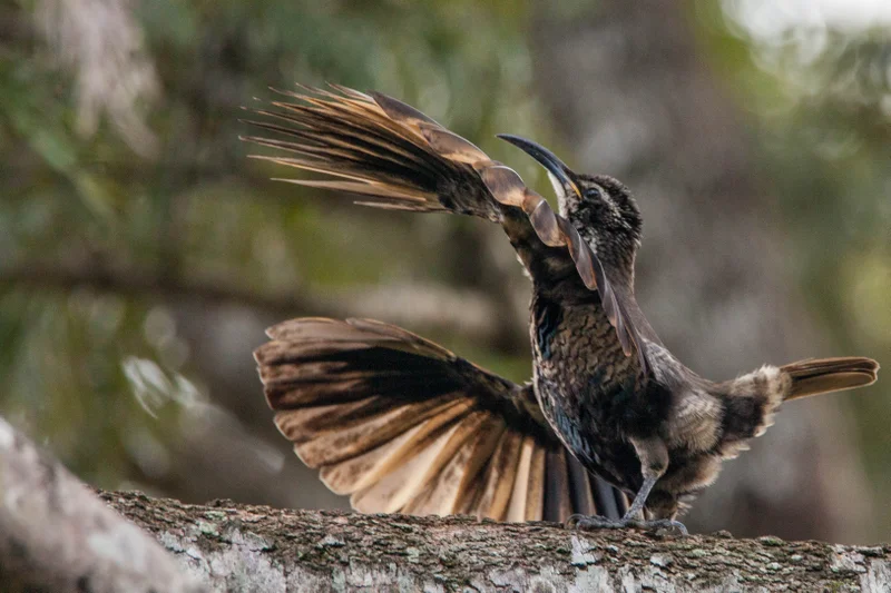 A young male paradise riflebird, still with its juvenile plumage, practices its mating display.