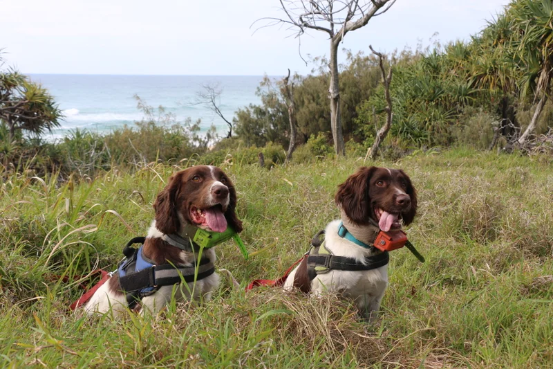 Conservation dogs Hakka and Cooper ready for action in the Coastal Fox Control Program area. 