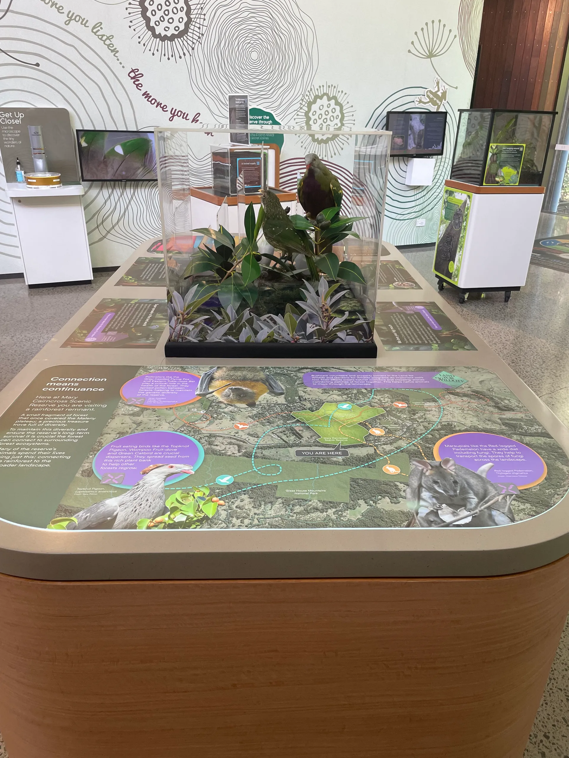 New exhibit at Mary Cairncross Scenic Reserve Rainforest Discovery Centre