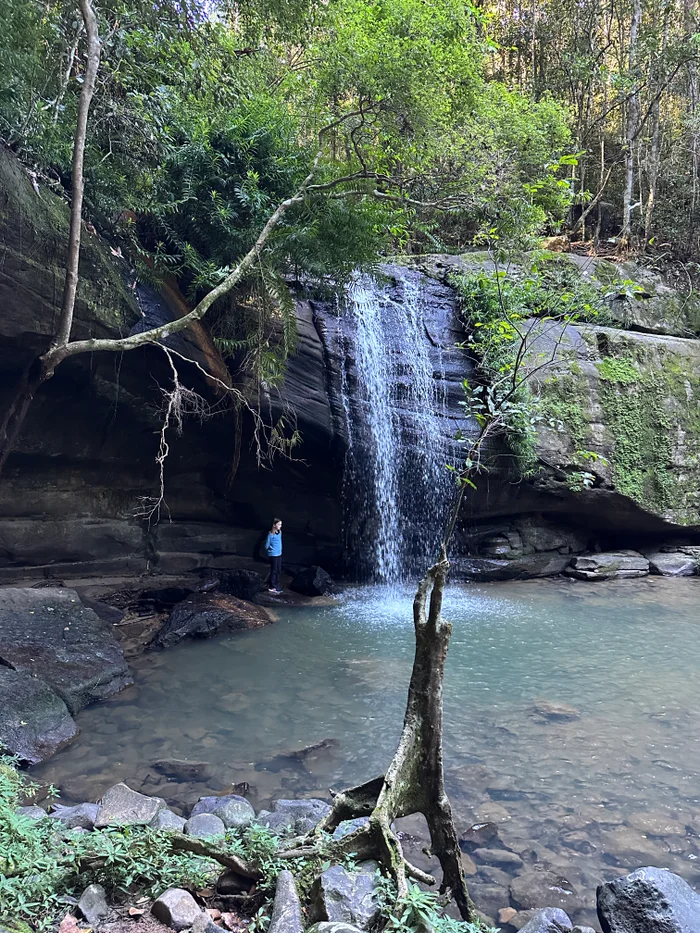 Adventure: Buderim Forest Park – Forest Loop Circuit