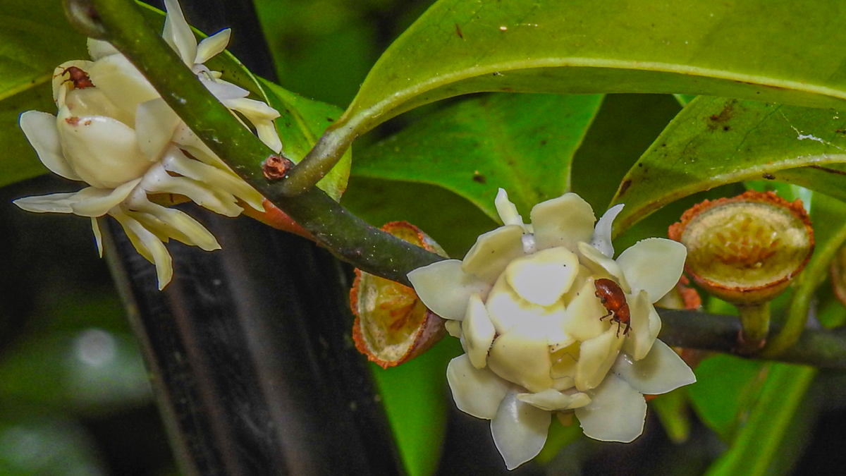 Inviting pollinators into your garden