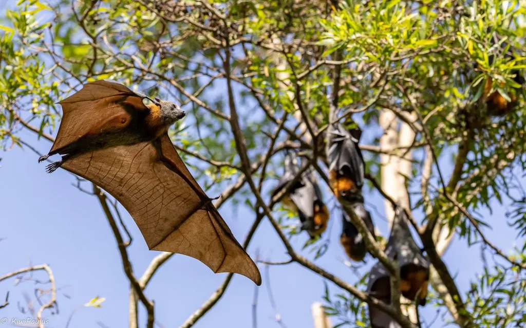 Image-credit-Flying-Fox-Maleny.-Paul-Zellerer.-1024x638.jpg
