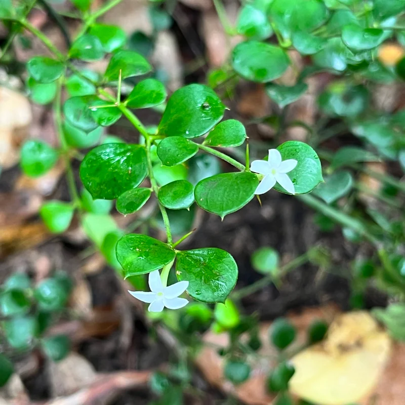 Currant bush square.jpg