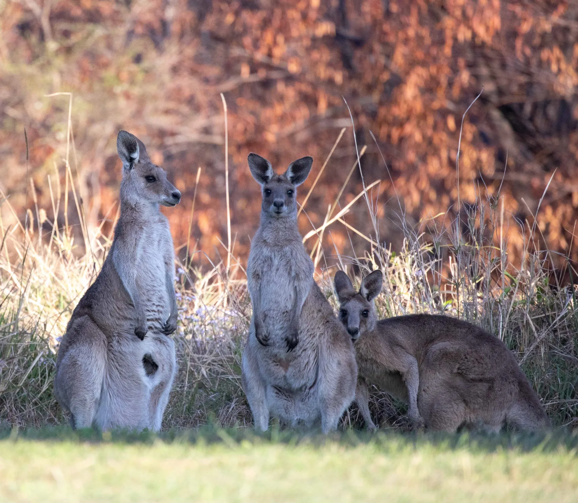 Eastern grey kangaroo