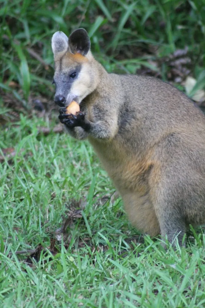 Swamp-wallaby-eating-bunya-nut-Stephanie-Reif-683x1024.jpg