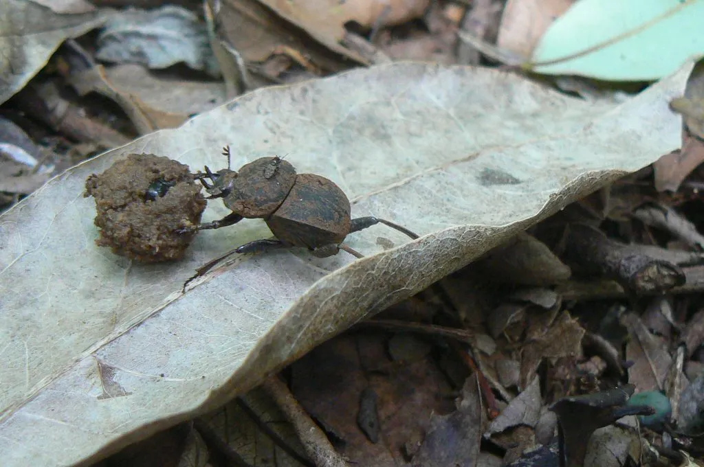 Ebert-dung-beetle-specimen-P1210073-1024x680.jpeg