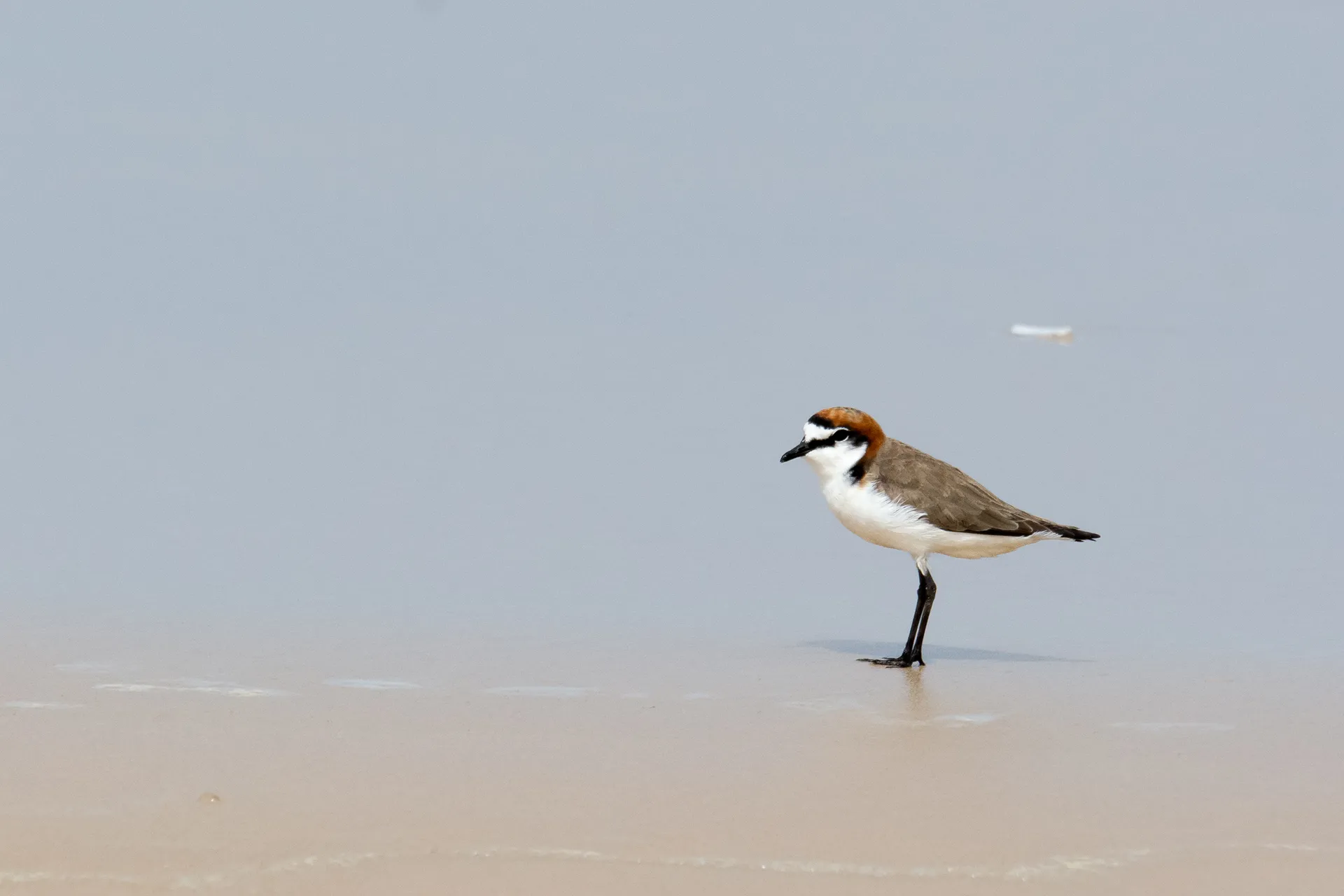 Red-capped%20Plover%20male%20-%20Sunshine%20Coast.jpg
