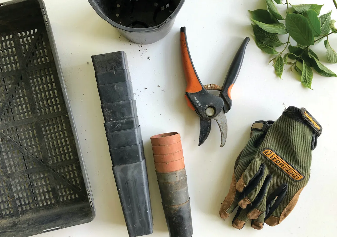 Autumn gardening tips