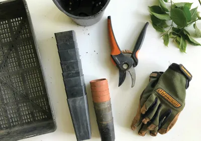 Autumn gardening tips