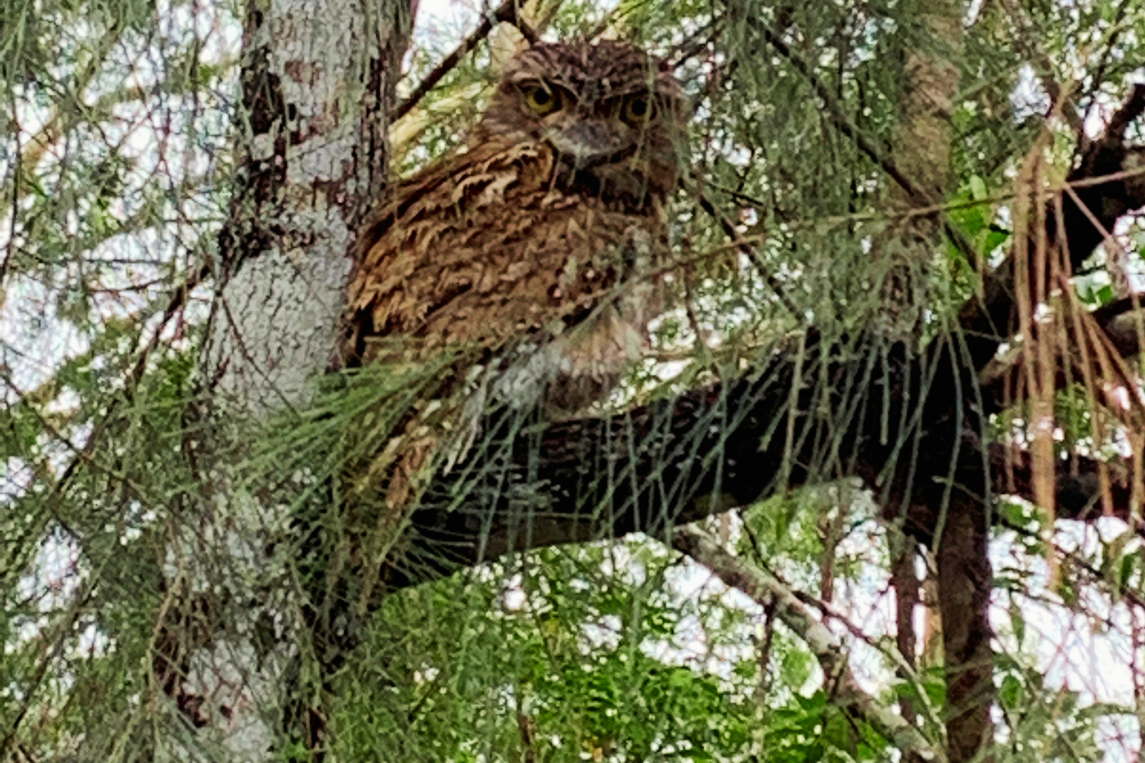 tawny frogmouth