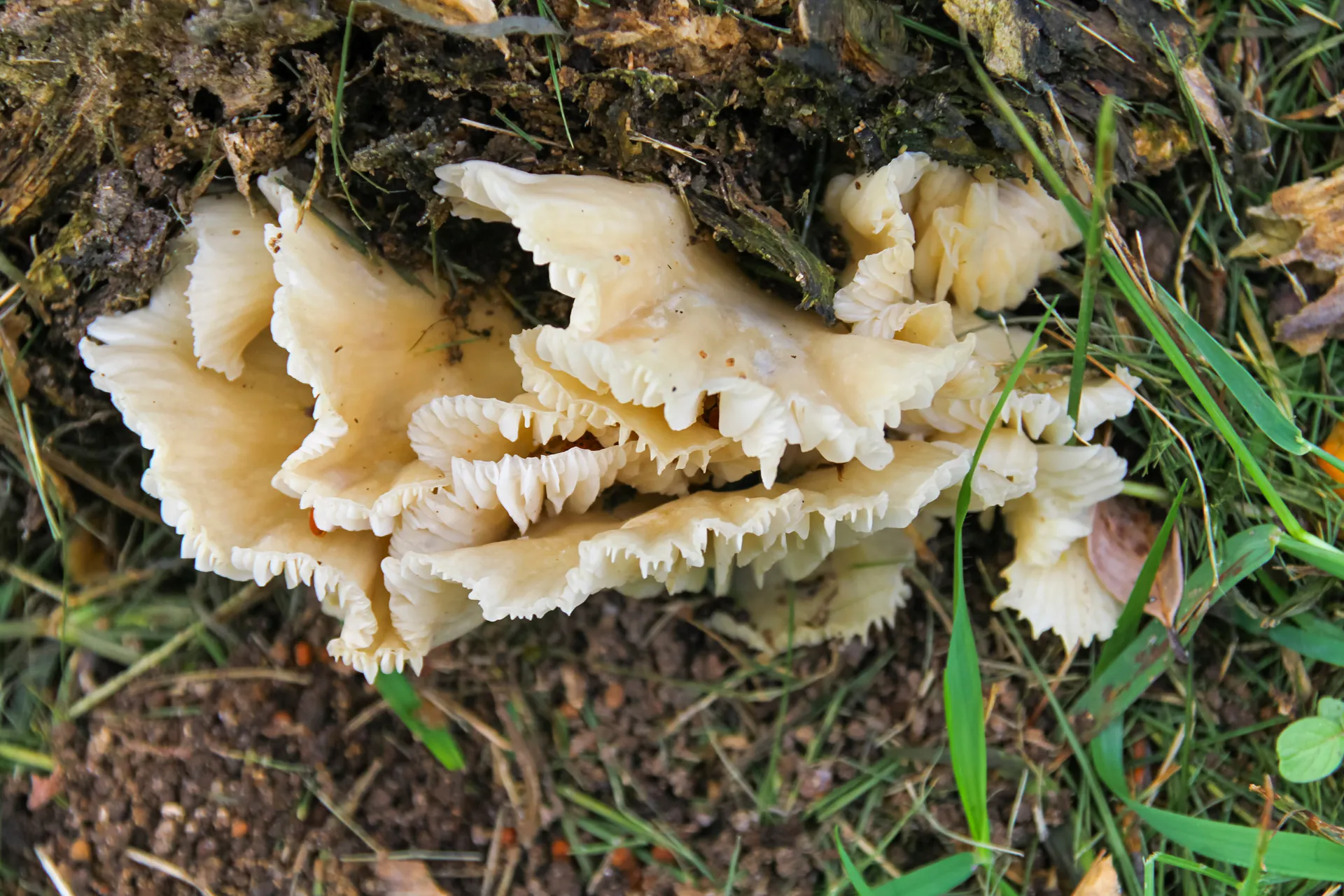 fungi - Pleurotus ostreatus