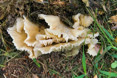 fungi - Pleurotus ostreatus