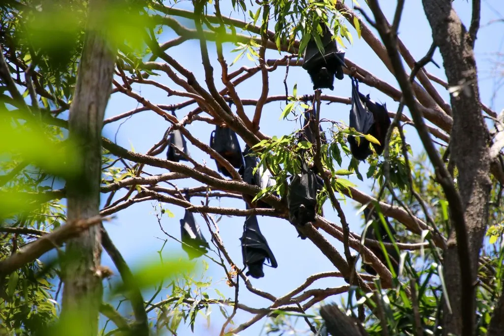 Flying foxes on the Sunshine Coast