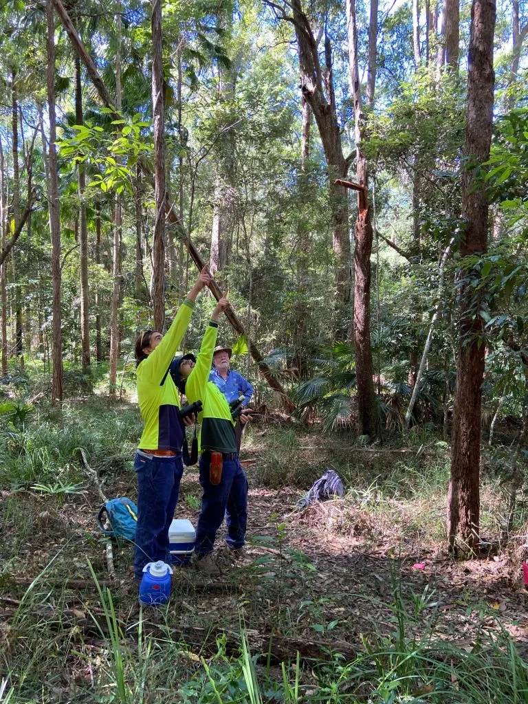 koala-survey-2-768x1024.jpg