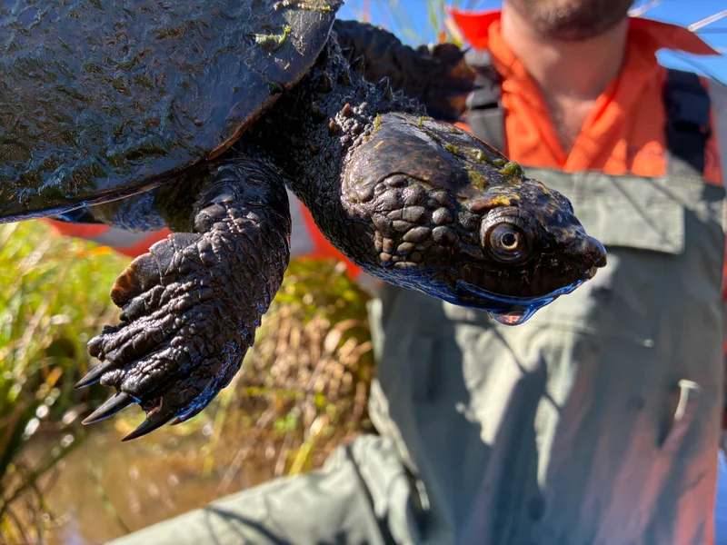 A sawshell turtle found at the Sunshine Coast Ecological Park site.