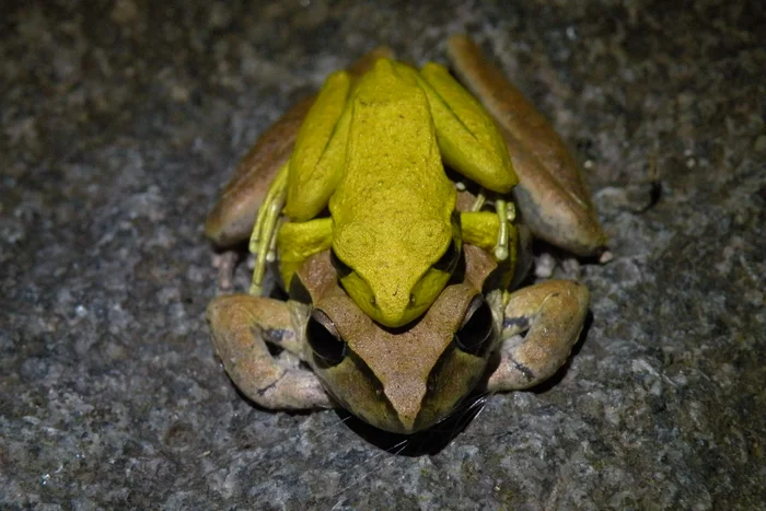 Two frogs, smaller one on top of larger one. 