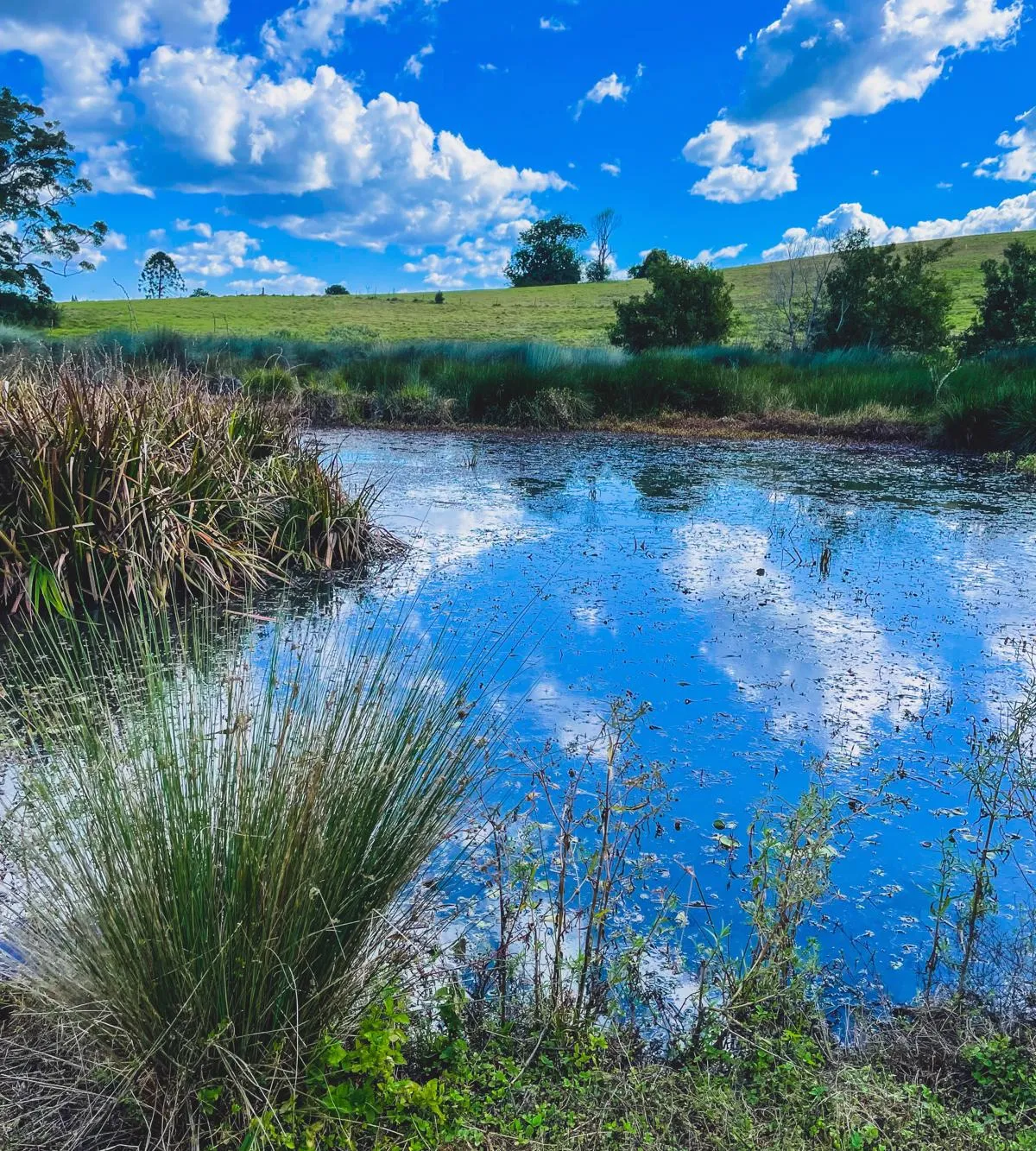 Maleny Northern Wetlands Trail