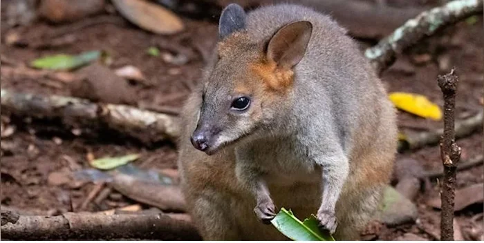 Pademelon.jpg